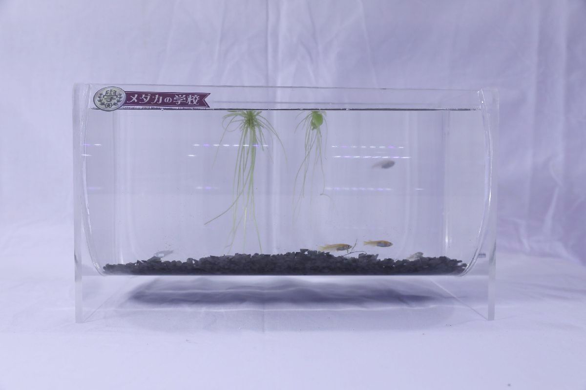 ハーフパイプ型水槽